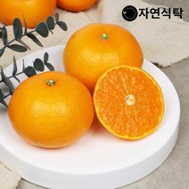 [제주직송]제주 고당도 천혜향 2.5kg 사이즈별, 천혜향 2.5kg 중소과(16-20과)
