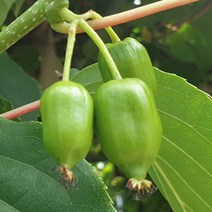 [라이브묘목농원] 다래나무 포트묘목 슈퍼왕다래 모종, 1개