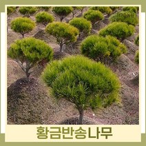 소나무 묘목 황금반송 접목1년생 뿌리 특묘 3개