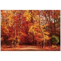 가을 분위기 소품 장식 인테리어 단풍나무 숲 사진 배경 자연 풍경 떨어지는 나뭇잎 창 강 스튜디오, 196.Vinyl 270x180cm - NKY04792