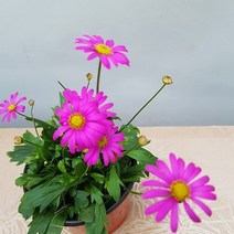 사계국화 색상랜덤