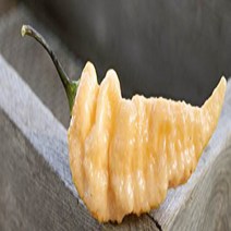 Peach Bhut Jolokia Heirloom Ghost Pepper Premium Seed Packet + More, 1