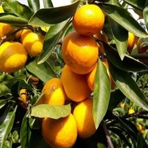 묘목/귤나무-일남일호(극조생귤) 접목3년 B158