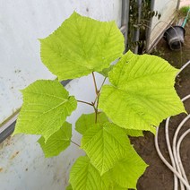 벌나무 묘목 3년생 약용수 특용수 원예 가든 작물 정원꾸미기 나무키우기