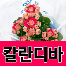 소울라인 칼란디바 퀸로즈 칼란코에 3개기획세트 공기정화식물, 칼란디바3개세트, 3개