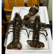 활 랍스터 최고품질 항공직송 [원산지:캐나다], ★4인추천★최고 품질 활 랍스터2kg