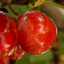 [충북농원] 레드크라운 체리 묘목 - 접목1년생상묘벚나무대목, 단품