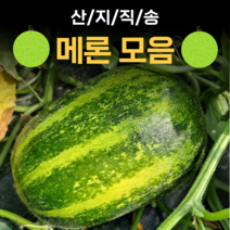 산지직송 파파야 메론 멜론 개구리 참외 양구 백자 설향메론 2kg 5kg 10kg, 4.백자_메론5kg