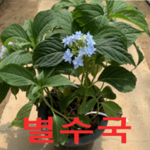 (성실농원)별수국 묘목(화분) 1그루