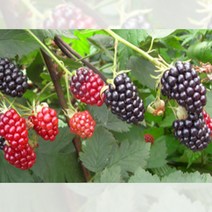 복분자 블렉베리 V11 슈퍼복분자 삽목 1년 결실수 유실수
