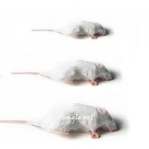 냉동마우스 소 중 대 뱀먹이 냉동쥐, 대 (냉동포장은 배송료에 포함)