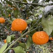 당일수확 제주 설국향 수라향 신비향 가정용 상품 못난이 3kg 5kg 10kg, 상품 10kg, 1개