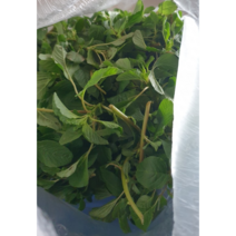 [국산 생 비름나물 1kg] 쇠비름 쇠비듬 봄나물 봄 나물 비듬나물 비름 신선한 싱싱한 국내산 향긋한 여름나물, 비름나물 1kg, 1개