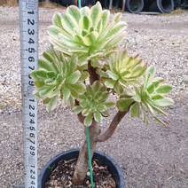 [수암다육] 청법사금 랜덤발송 Aeonium arboreum f. variegata 묵은둥이 다육 다육이 다육식물 국민다육 다육이키우기 선인장 미니선인장
