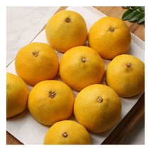 햇살가득 제주 햇 황금향 3kg 8~10과내외