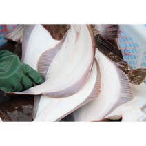 봄도다리 쑥국 [도다리 손질후 800g + 쑥50g] 삼천포 직송