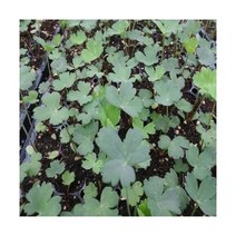 방풍모종 50주(50개) /방풍나물모종/식방풍모종