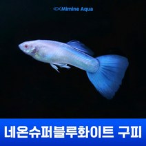 미미네아쿠아 네온 슈퍼 블루 화이트 네슈화 구피 한쌍