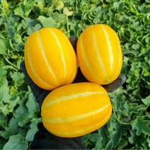 산지직송 성주참외 가정용참외 선물용참외 꼬마참외 2kg 3kg 5kg, 성주참외 꼬마용 3kg, 1개