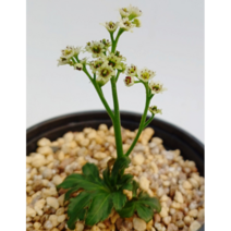 짜보돌단풍 소품 사자두 야생화 플랜테리어 인테리어식물 풀잎이야기, 1개