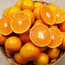 제주감귤 제주밀감 고당도 제주도 귤 5kg 10kg, 제주 감귤 로얄 10kg