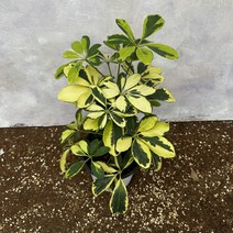 무늬 홍콩야자 중, 1개