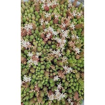 흰꽃세덤(알붐) 8cm / 50개