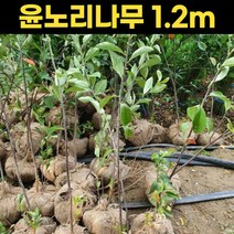꼭지윤노리나무 윤노리 1.2m 나무, 상세페이지 참조, 상세페이지 참조