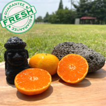 제주직송 제주도 하우스 감귤 밀감 1kg 2kg 2.5kg 4.5kg소과 프리미엄 로열과, S-M 로열과/2.5kg