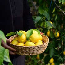 국산 제주레몬 3kg 5kg 10kg 레몬청 레몬에이드 레몬밤 레몬즙 레몬수