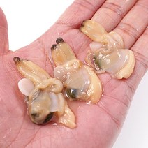 당일조업 손질 남해안 바지락살 자연산 제철 깐 바지락500g, 500g, 1개