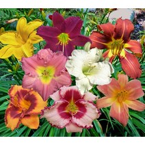 서양원추리 5종(18cm화분)(택1) 헤메로칼리스 노지월동 개인정원 야생화, 01 타이거블러드