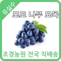 대한조경농원 포도 나무 묘목 [1년생 10주묶음] [샤인머스켓 MBA머루포도 켐벨 거봉]
