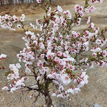 신품종 벚나무 운용벚나무 h1m전후 애기벚나무, 1개, 혼합색상