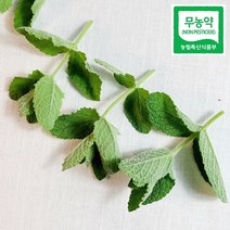 식용민트 허브 생잎민트 국내재배 베트남민트 애플민트, 민트300g