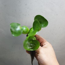 꽃백화점 부레옥잠 수생식물 수중식물 9
