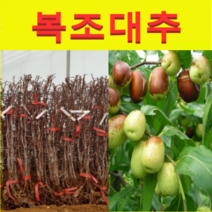(NY소망)복조대추 묘목(접목1년 2그루)재래대과종