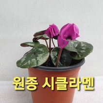 원종시클라멘, 10센티화분