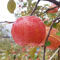 평창사과 프리미엄 고랭지 부사사과 5kg 21-22내외 오대산사과, 상세페이지 참조