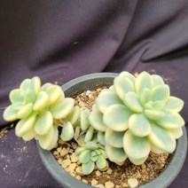 [메카다육]32-0728 라울금(다육금) 화분포함 다육식물 선인장 다육철화 두들레야 아프리카식물 코노피튬 하월시아 수입다육이 국민이, 1개