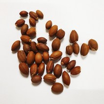 때죽나무씨앗30립