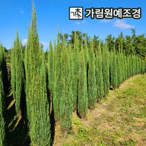 블루애로우 나무 삽목2년포트 묘목 키120/150/200cm 분묘 가림원예조경, 블루애로우 키150cm분묘