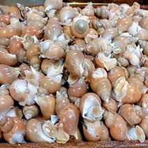 슬기로운 동해안 활백고동(특대)1kg(6~12미내외), 단품