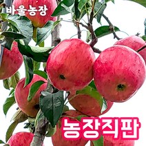 바울농장 부사 사과 가정용 흠과 못난이 사과 5kg