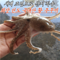 당일 조업 국내산 가을 활 주꾸미 1kg (10-20마리/인천태안산/ 샤브샤브쭈꾸미볶음/쭈꾸미)