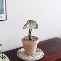 춘봉 선인장_이태리토분SET(3colors)/희귀선인장 유포비아 춘봉철화, 추가옵션01-춘봉 선인장+아레나토분(받침대 포함)