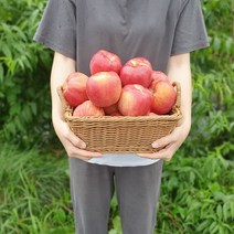 직접 맛을 본 달콤한 사과 4.5kg 2.5kg, 사과 2.5kg(중) 9~11과