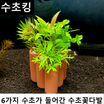 수초킹 수초 꽃다발 * 키우기 쉬운 열대어 새우 은신처