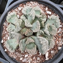 [올식스] 원종천녀, 1개