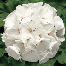 제라늄 10cm 링고2000 화이트, 1개